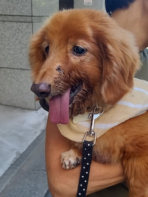 Dog Shelter | 〔2309T05〕ミニチュア・ダックスフント オス 推定17歳